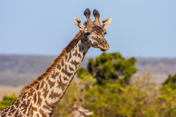 Giraffe. Africa Kenya. Giraffe looking into the camera. © Grispb