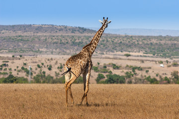 Giraffe looking into the distance, Kenya. Africa.