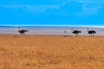 Naklejka premium Straus. Kenya. Africa.