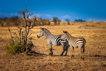 Fototapeta na wymiar Two zebras. Kenya. Africa.