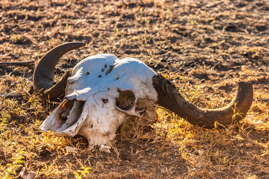 The skull of a buffalo. the animal's skull. - Powered by Adobe