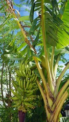 Plakat tropical fruit tree