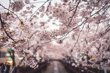 Cherry Blossoms along the stream and bridge