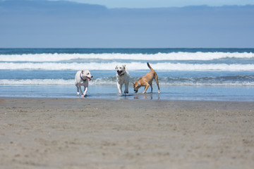 Dogs Playing Fetch in the Ocean on the Beach