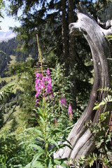 Weidenr&ouml;schen und toter Stamm