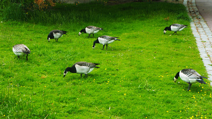 Birds in the park of Caivopuisto