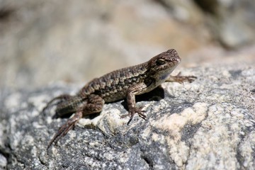 Lizard Upclose