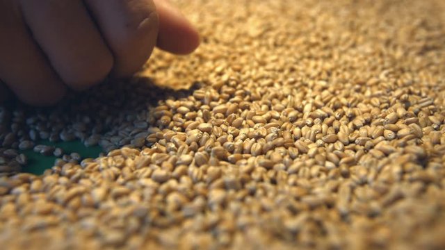 Wheat grains. 2 Shots. Horizontal and Vertical pan. Close-up.