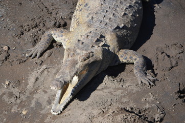 crocodile
