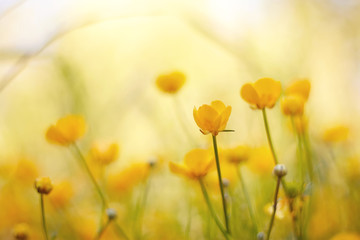 Blossoming yellow wild flowers - buttercups.