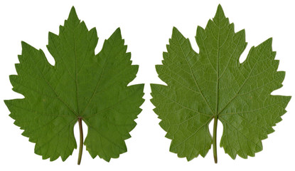 Grape leaf