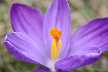 crocus stamper / Krokusstempel