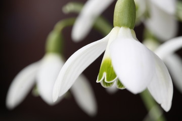 snowdrops / Schneegl&ouml;ckchen