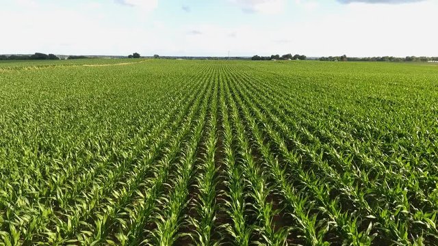 Close up aerial of rows of corn in a field