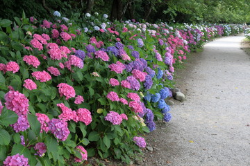 あじさい街道　高知市香南市