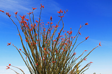 Large Ocotillo cactus with red blooms and blue sky copy space in Organ Pipe Cactus National Monument in Ajo, Arizona, USA which is a short drive west of Tucson. - Powered by Adobe