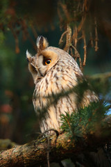owl sitting on branch