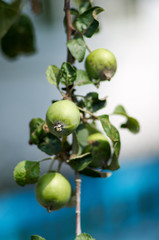 Green apples grow on apple tree branch with leaves under sunlight close-up. Ripe apples on the tree in nature/Apple growing on tree in garden.Apples on a branch