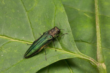 Emerald Ash Borer Sitting on a Leaf