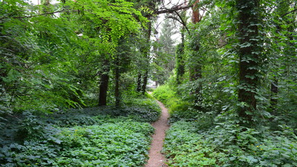 A path in a green deciduous forest