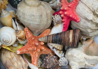 Background, shells and starfish.