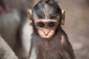 可愛いサル