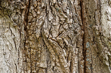 Tree bark texture