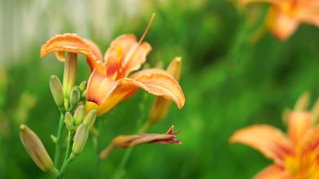 The flower of an orange daylily is swaying in the wind. Slow motion