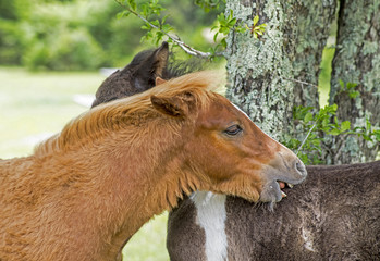 Close-up heads of Shetland Ponies biting each other's necks.