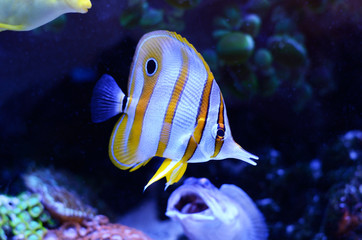 Fototapeta na wymiar Copperband Butterflyfish, Chelmon rostratus, coral reef fish in a dark blue water.