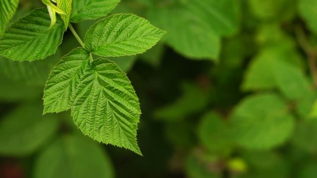 A leaf of raspberry swaying in the wind. Slow motion