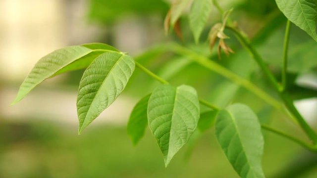 The leaves of the walnut are swaying in the wind. Slow motion