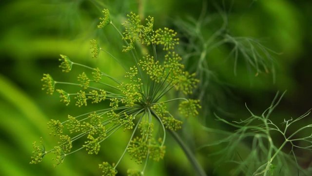 Flowering dill swaying in the wind. Slow motion