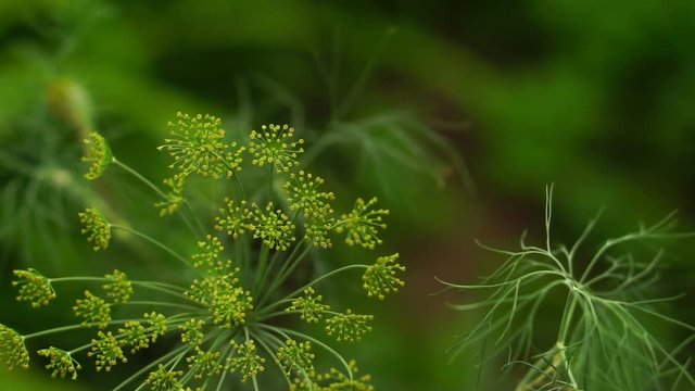 Flowering dill swaying in the wind. Slow motion