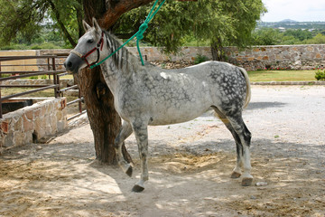 Caballo raza Azteca