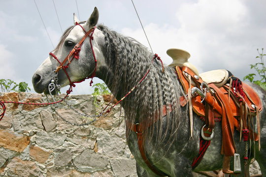 Caballo Azteca con silla de charro