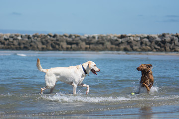 Dogs Playing with Ball in Ocean at Beach