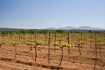Fototapeta na wymiar Industria vinicola en Queretaro, Mexico