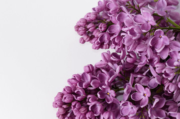Lilac blooming branch isolated on a white background