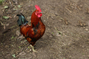 kogut rooster