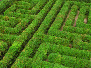 green labyrinth - obrazy, fototapety, plakaty