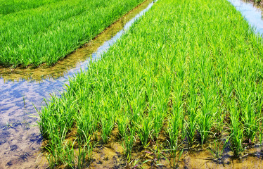 rice field plantation and water, Portugal