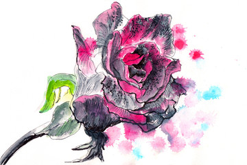 hand drawn watercolor painting rose