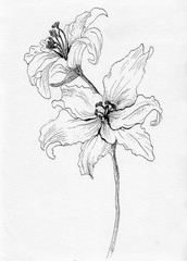 lily flower ink skech