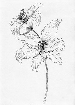 lily flower ink skech