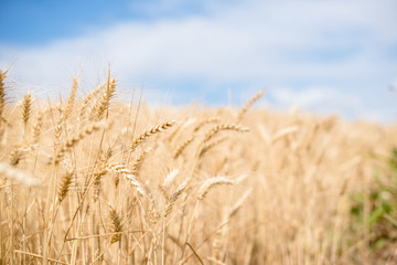 Wheat field close up