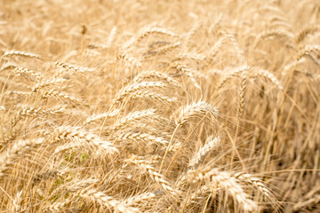 Wheat spikes