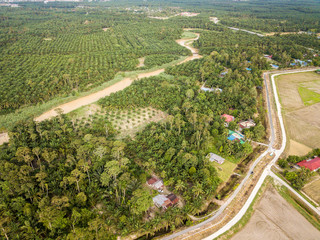 Fototapeta na wymiar Aerial View - Palm Oil trees plantation