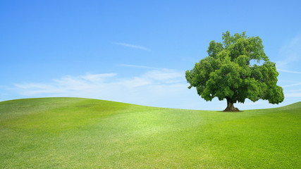 Fototapeta na wymiar Green tree nature landscape on cloud and blue sky background