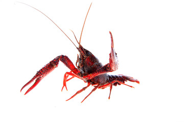 Crawfish, white background, close-up